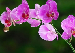 Ý nghĩa các loài hoa lan