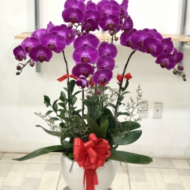Cách chăm sóc hoa Lan Hồ Điệp chậu