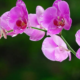 Ý nghĩa các loài hoa lan