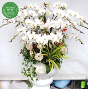 Chậu hoa lan hồ điệp mẫu 17