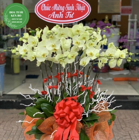 Chậu hoa lan hồ điệp mẫu 3