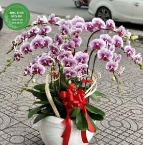 Chậu hoa lan hồ điệp mẫu 10