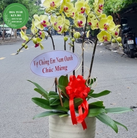 Chậu hoa lan hồ điệp mẫu 16