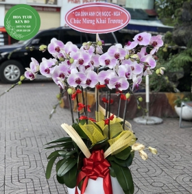 Chậu hoa lan hồ điệp mẫu 9