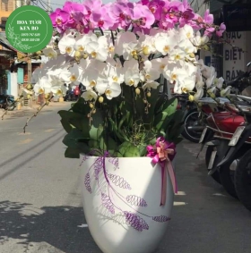 Chậu hoa lan hồ điệp mẫu 12