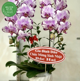 Chậu hoa lan hồ điệp mẫu 6
