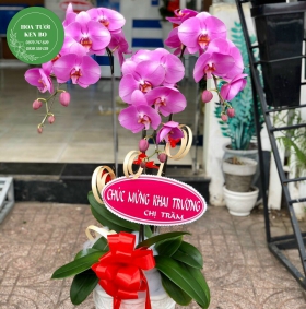 Chậu hoa lan hồ điệp mẫu 5