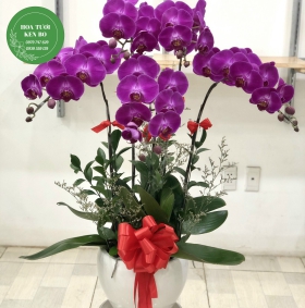 Chậu hoa lan hồ điệp mẫu 8