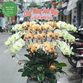 Chậu hoa lan hồ điệp mẫu 14