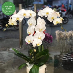 Chậu hoa lan hồ điệp mẫu 13