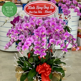 Chậu hoa lan hồ điệp mẫu 2