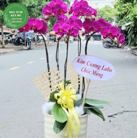 Chậu hoa lan hồ điệp mẫu 15