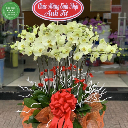 Chậu hoa lan hồ điệp mẫu 3