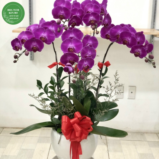 Chậu hoa lan hồ điệp mẫu 7